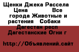 Щенки Джека Рассела › Цена ­ 10 000 - Все города Животные и растения » Собаки   . Дагестан респ.,Дагестанские Огни г.